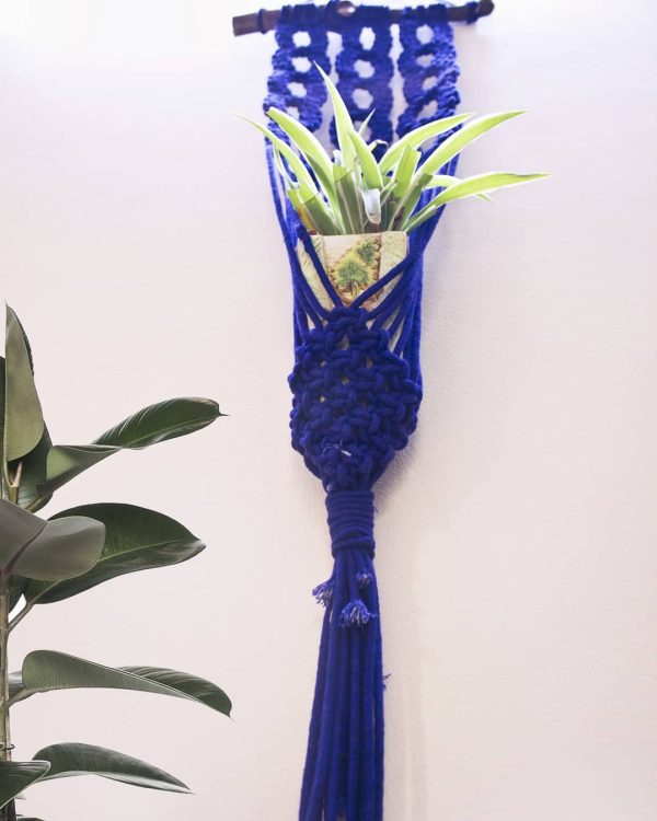 Blue Plant Hanging - Image 3